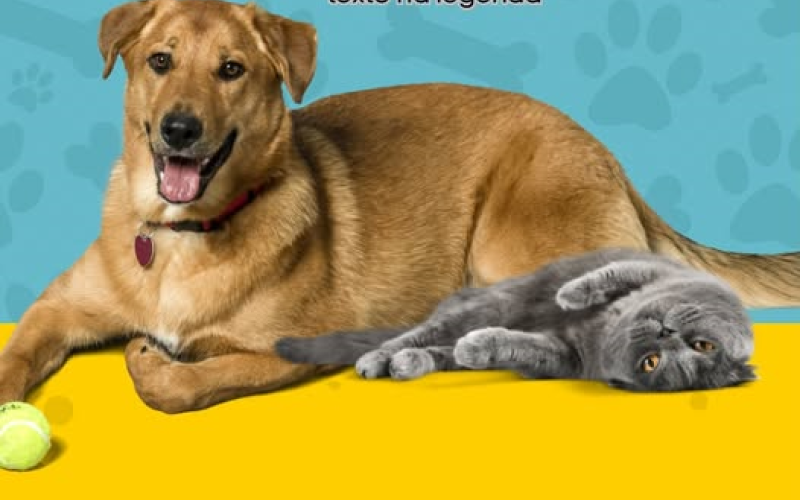 Pranchita é contemplada pelo Programa CastraPet Paraná